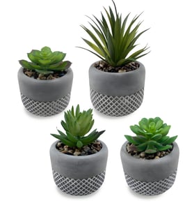 סוקולנטים וקקטוסים דקורטיביים בכלי חימר עם חלוקי נחל אמיתיים