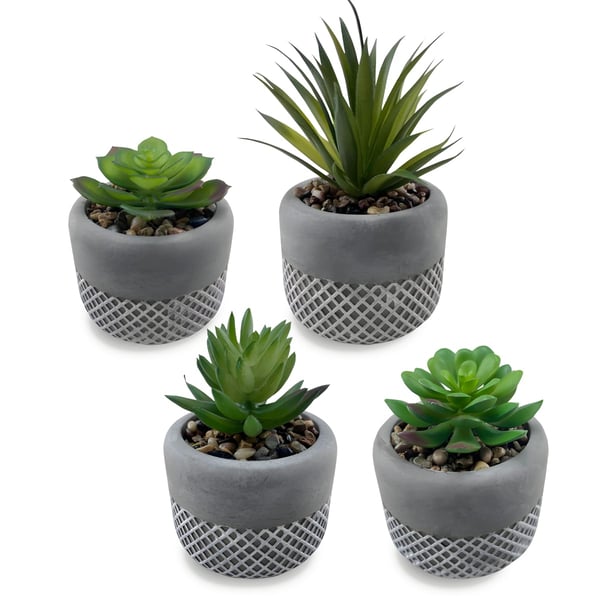 Decorative Succulents and Cacti in Clay Pots with Real River Rocks