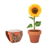 Terracotta Mini Pot with Sunflower Seeds