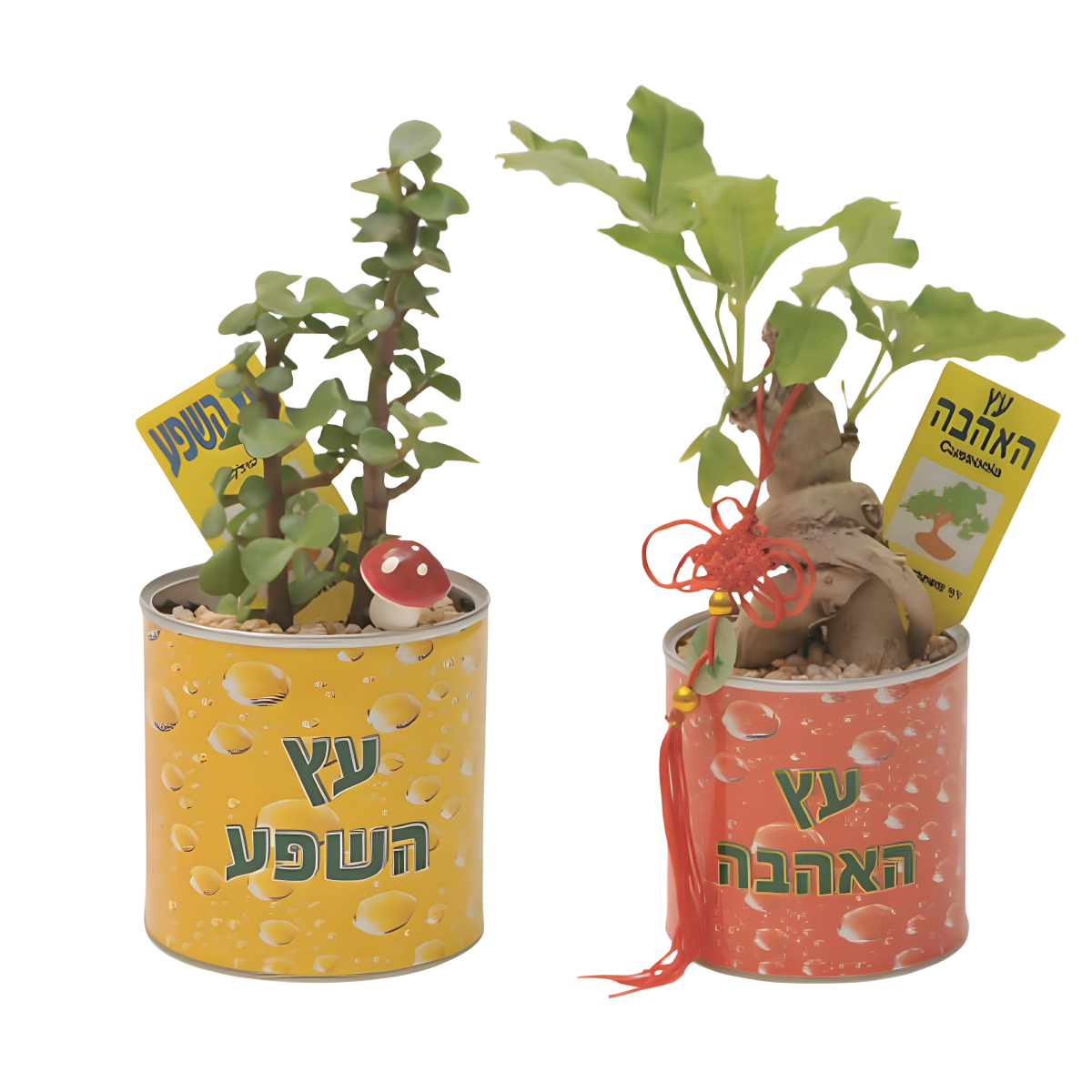 עציץ מעוצב ממותג - צמחי תבלין ונוי