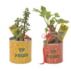Branded Designer Pot - Herbal and Ornamental Plants