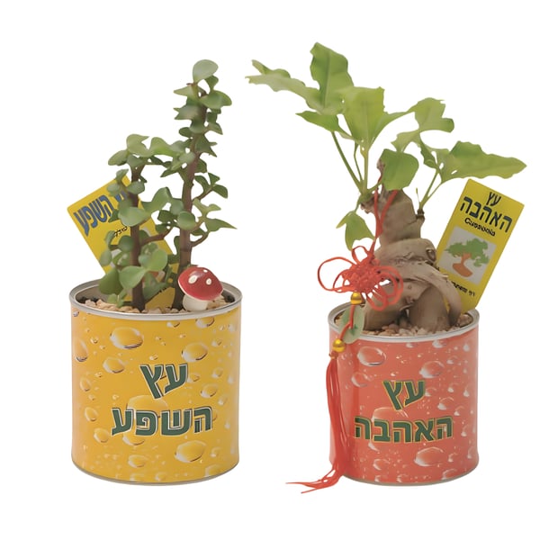 Branded Designer Pot - Herbal and Ornamental Plants