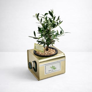 עץ זית יוקרתי בקופסת שמן ממותגת