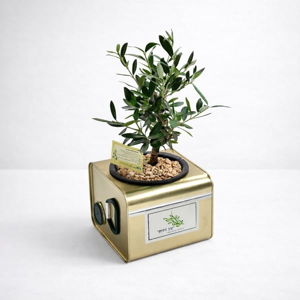 עץ זית יוקרתי בקופסת שמן ממותגת