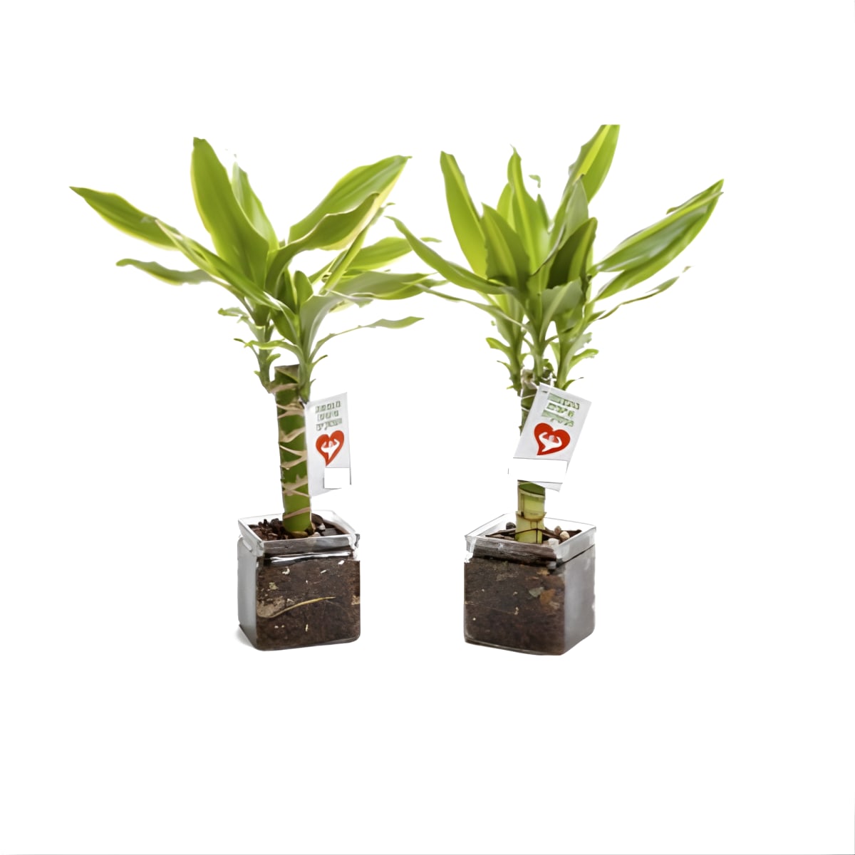 עציצים להעצמה אישית ועסקית בכלי זכוכית מעוצב