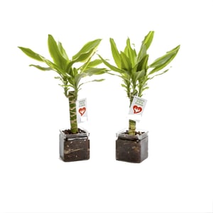 עציצים להעצמה אישית ועסקית בכלי זכוכית מעוצב