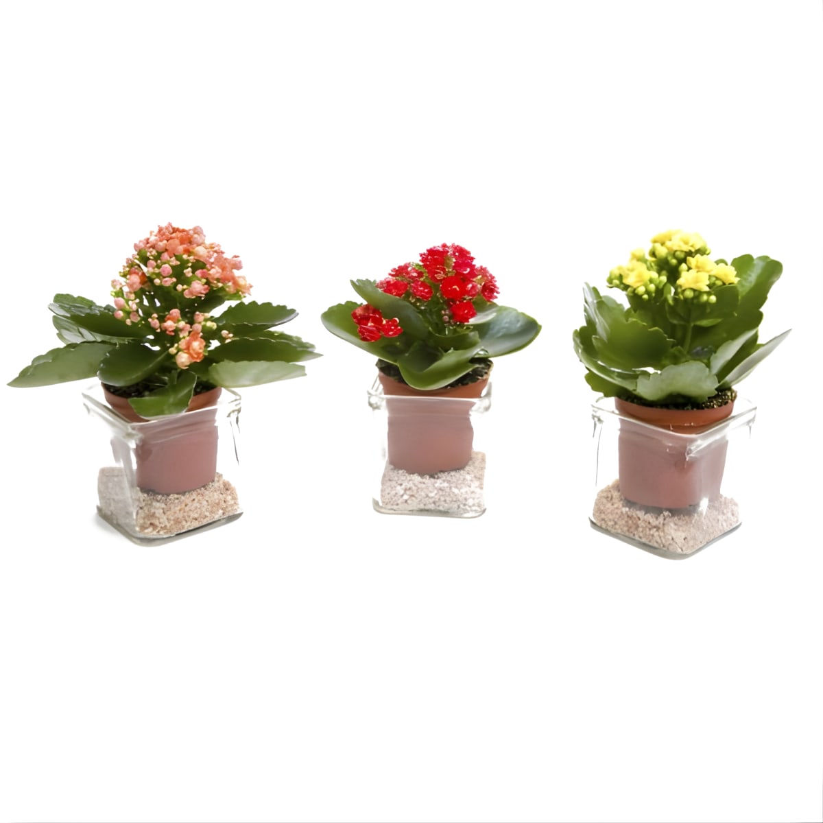 בת האם זכוכית אישית - מתנה מרגשת