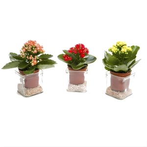 Flourishing Glass Planter - A Heartwarming Gift