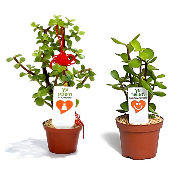 Branded Prosperity Tree Pot 6.5 cm - Joy for Your Home