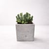 9cm Concrete Planter with Succulent - Modern Design