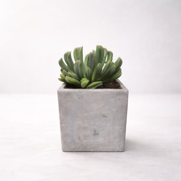 9cm Concrete Planter with Succulent - Modern Design