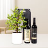 Premium Executive Gift Set – Bonsai Tree, Fine Wine & Olive Oil
