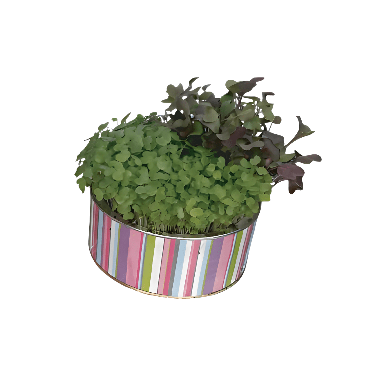 ערכה לגידול נבטים למאכל - מושלם לט״ו בשבט!