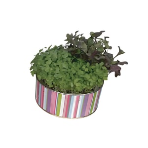 Edible Sprouts Growing Kit - Perfect for Tu BiShvat!