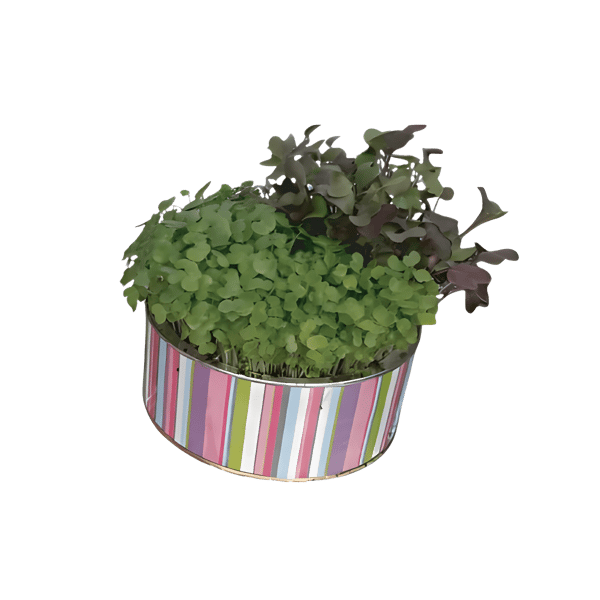 Edible Sprouts Growing Kit - Perfect for Tu BiShvat!