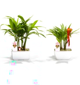 עץ הצלחה אישי ועסקי - המתנה המושלמת