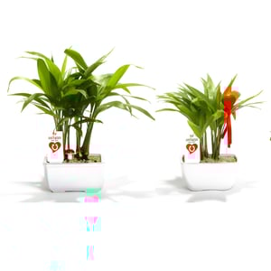 עץ הצלחה אישי ועסקי - המתנה המושלמת