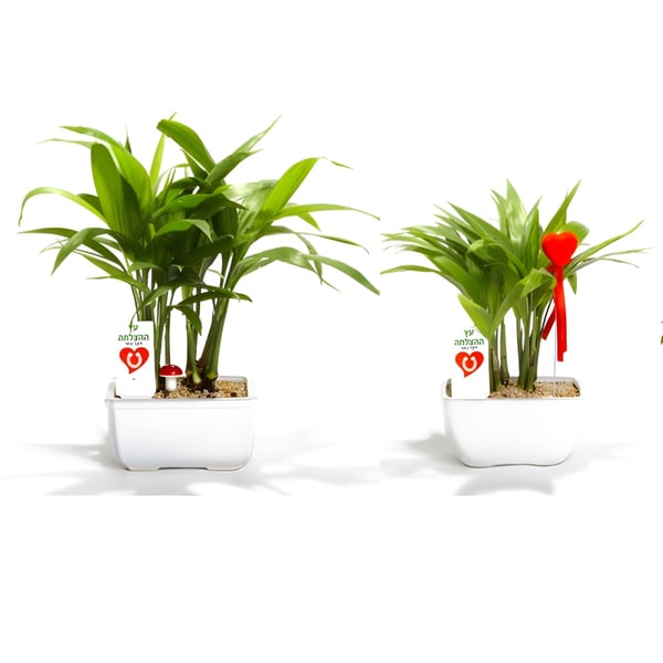 Personal and Business Success Tree - Perfect Gift