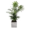 Decorative Concrete Planter with 11cm Peace Lily