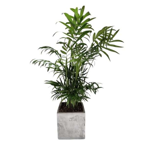 Decorative Concrete Planter with 11cm Peace Lily