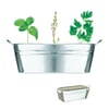 Herb Seed Collection in Zinc-Plated Planter