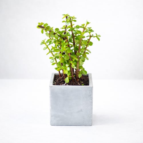 צמח השפע בכלי 9 ס"מ