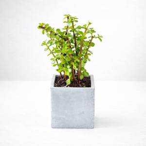 צמח השפע בכלי 9 ס"מ