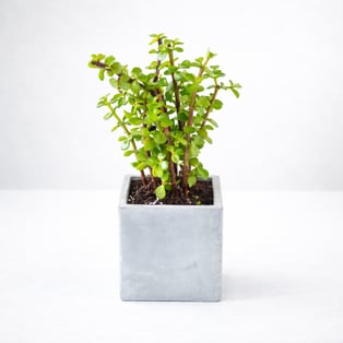 צמח השפע בכלי 9 ס"מ