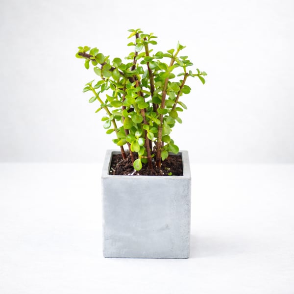 צמח השפע בכלי 9 ס"מ