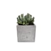 9cm Concrete Planter with Succulent - Modern Design