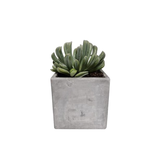 9cm Concrete Planter with Succulent - Modern Design