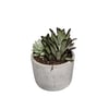 Stylish Concrete Planter with Succulents – 13 cm, Three Varieties