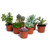 Assorted Artificial Potted Plants - Enhance Your Space