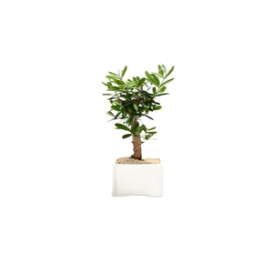 Small Olive Tree - The Perfect Peace Symbol Gift