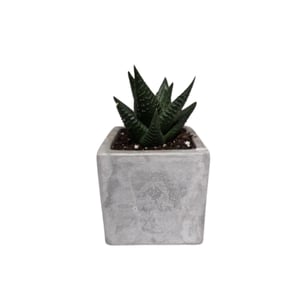Concrete Planter with Succulent - 7cm Size