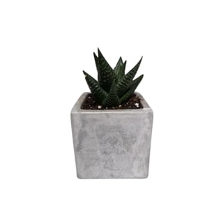 עציץ בטון עם סוקולנט - גודל 7 ס"מ