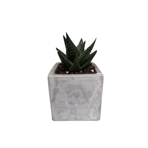 עציץ בטון עם סוקולנט - גודל 7 ס"מ