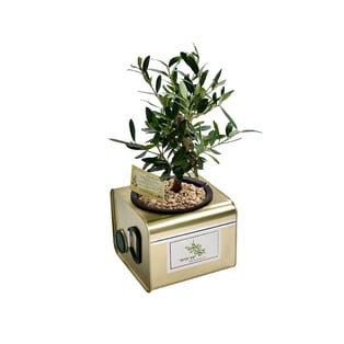 עץ זית יוקרתי בקופסת שמן ממותגת