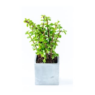 צמח השפע בכלי 9 ס"מ