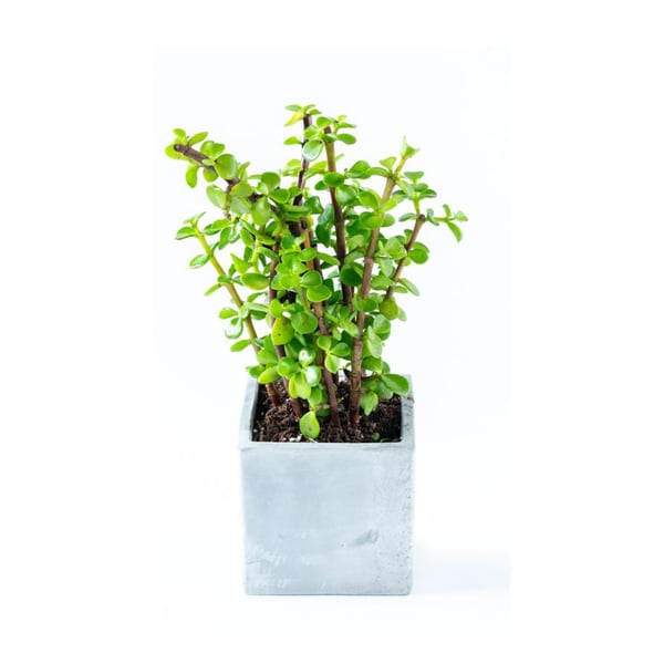 צמח השפע בכלי 9 ס"מ