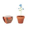 Small Terracotta Pot with 'Forget Me Not' Seeds