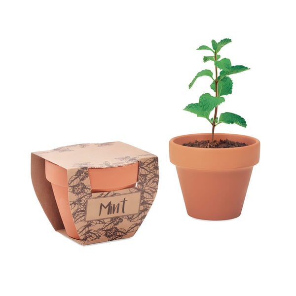 Terracotta Pot with Mint Seeds