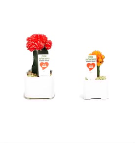 עציצי קרמיקה קטנים עם מיתוג אישי