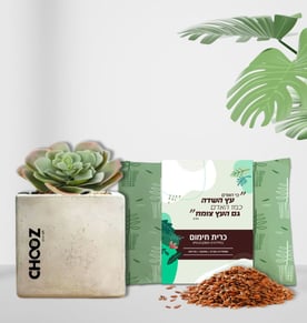 מארז מפנק כרית חימום וסוקלנט בעציץ בטון