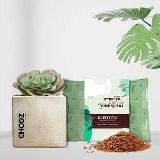 מארז מפנק כרית חימום וסוקלנט בעציץ בטון