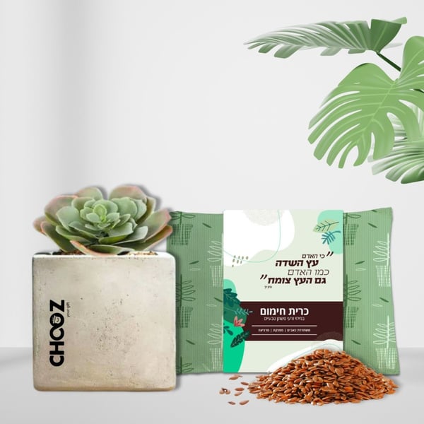 מארז מפנק כרית חימום וסוקלנט בעציץ בטון