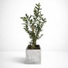 Decorative Succulent in Olive Tree Style