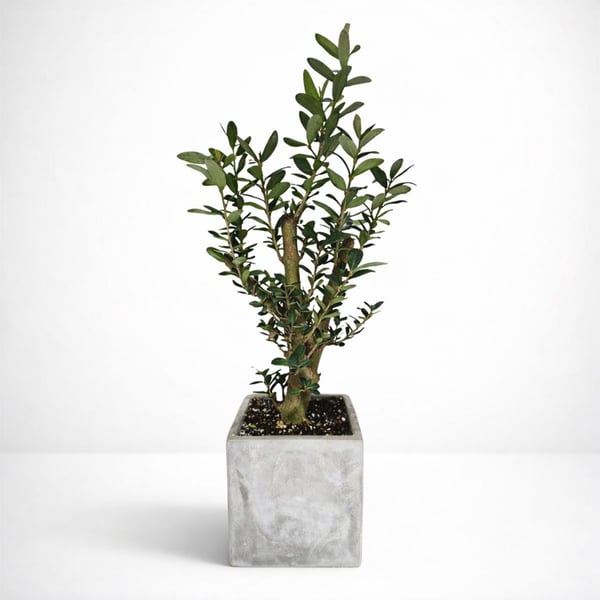 Decorative Succulent in Olive Tree Style