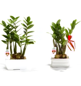 עציץ שגשוג לעסקים ואישי גדול