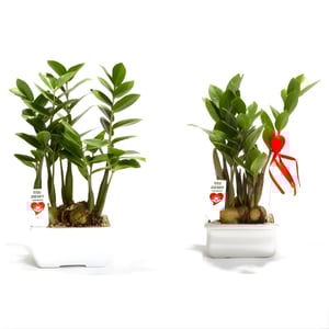 עציץ שגשוג לעסקים ואישי גדול